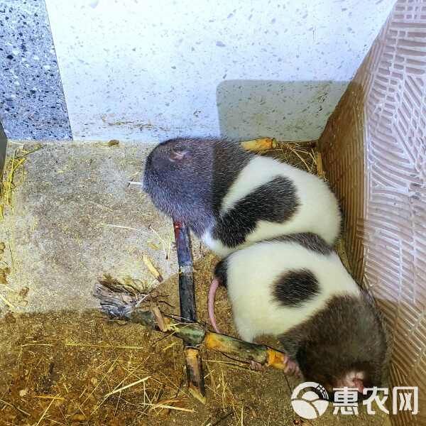 宠物鼠