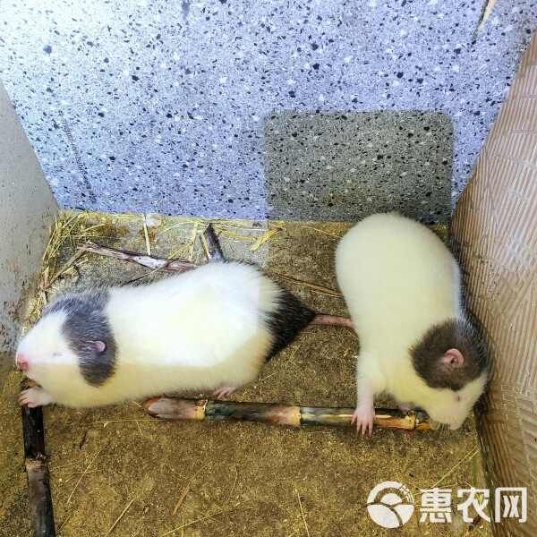 宠物鼠