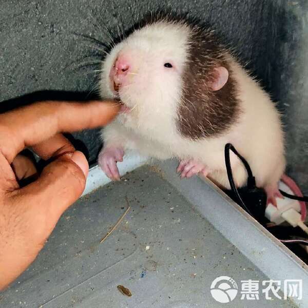 宠物鼠