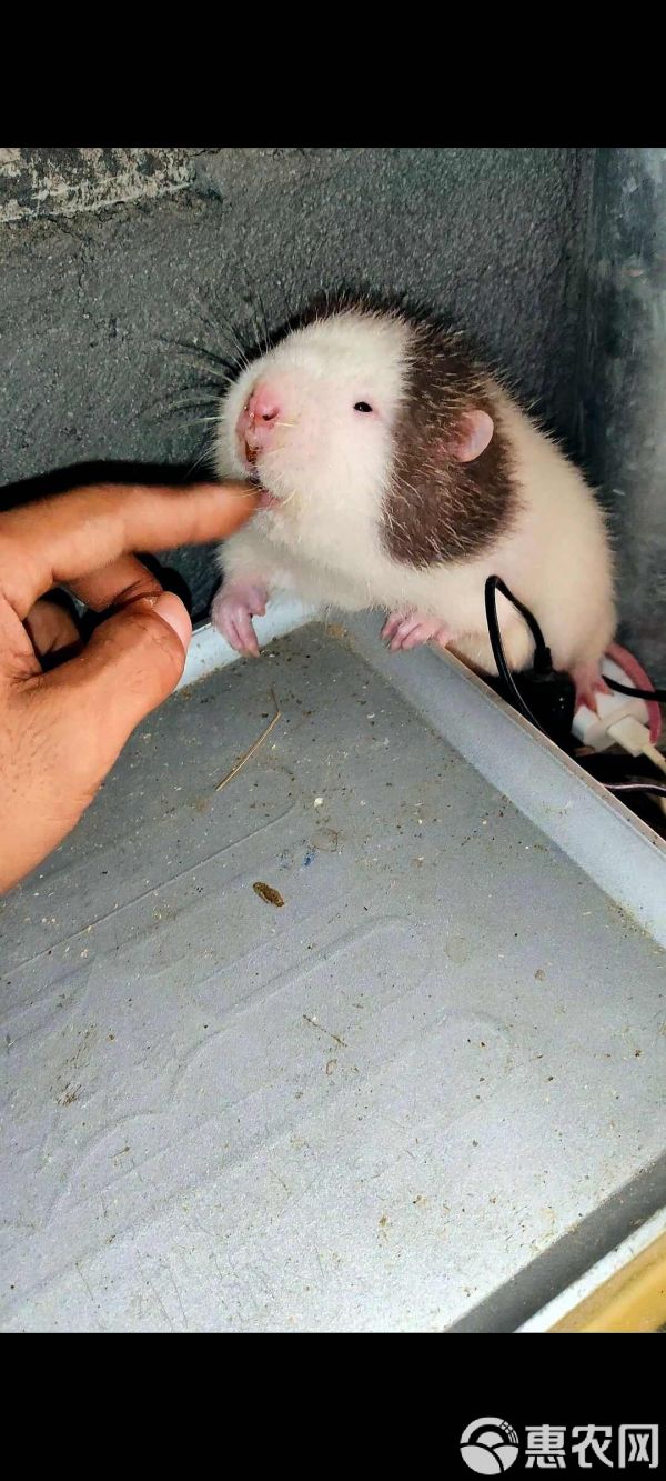 宠物鼠