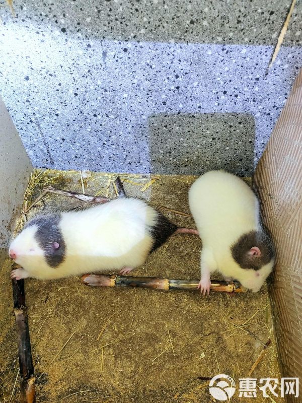 宠物鼠