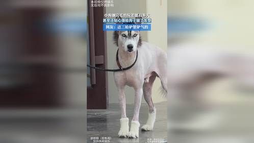 小狗剃完毛的反差能有多大，甚至还贴心地给狗子留了发型，网友：这二哈驴里驴气的