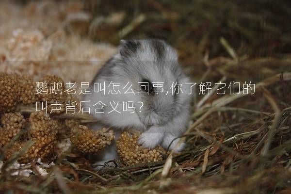 鹦鹉老是叫怎么回事,你了解它们的叫声背后含义吗？