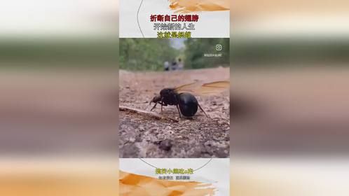 折断自己的翅膀，开始新的人生，这就是蚂蚁