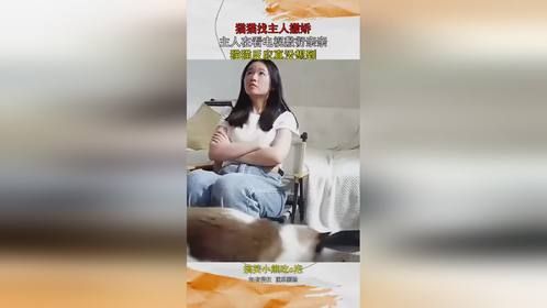 猫猫找主人撒娇，主人在看电视敷衍亲亲，猫猫反应真没想到！