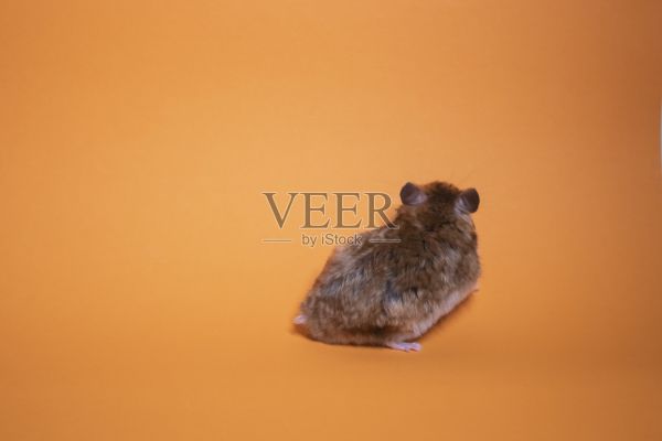 橙色背景下分离出棕色仓鼠。宠物,害虫照片摄影图片