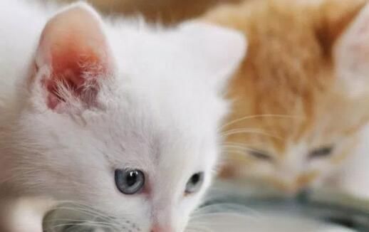 “猫咪健康蔬菜食谱,营养均衡好选择。”