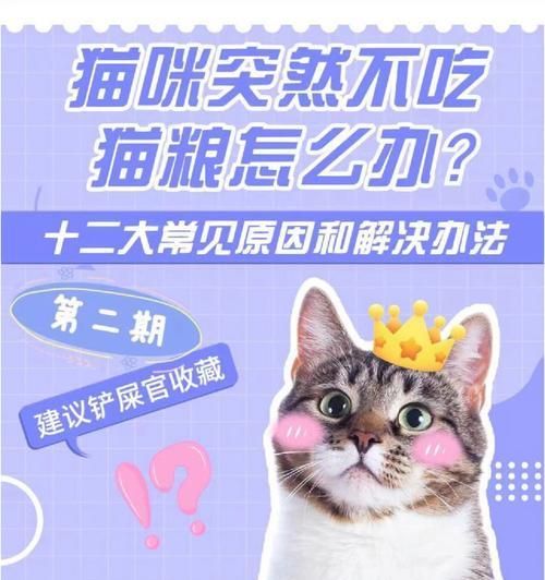 自制猫粮猫咪不吃了怎么办？可能的原因是什么？