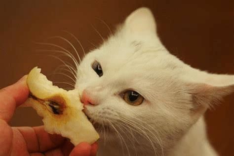 猫咪吃哪个南瓜好?口感软糯的南瓜适合吗?