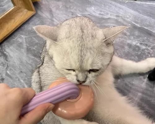 如何让宠物猫爱上牛肉（以美味为引）