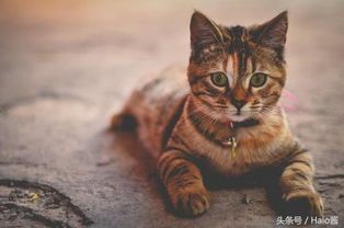 香港宠物通关攻略,猫咪必备手续速览