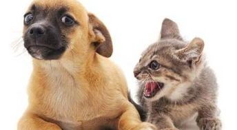 香港宠物通关攻略,猫咪必备手续速览