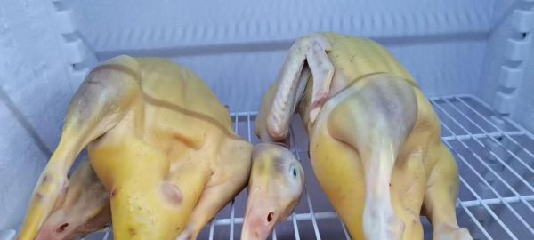 兔子属于家禽还是家畜？