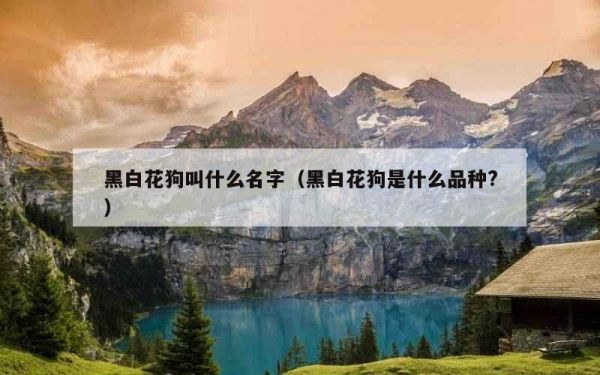 黑白花狗叫什么名字（黑白花狗是什么品种?）