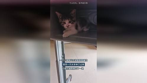 一只小猫咪趴在课桌里面睡觉，突然一只大手伸了过来，可爱的猫咪被吓了一跳
