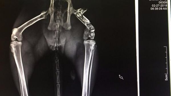 【狗狗车祸以后的实用救助方法】