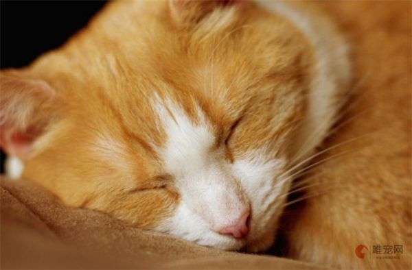 猫咪月子餐吃什么有营养 注意事项有哪些