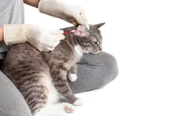 猫耳朵黑色泥是耳螨吗?耳螨的症状与清理