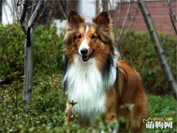 懒主人美狗狗 宠物美容院科普小手册