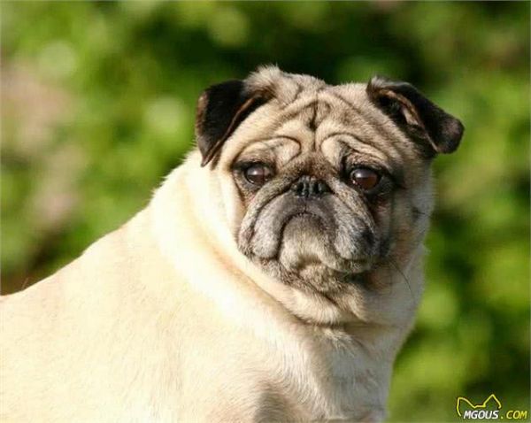 5种适合家养的小型犬，杜宾、泰迪犬上榜，看看你家的在吗