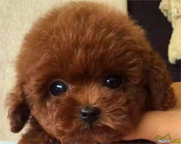 5种适合家养的小型犬，杜宾、泰迪犬上榜，看看你家的在吗
