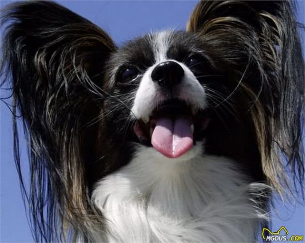 5种适合家养的小型犬，杜宾、泰迪犬上榜，看看你家的在吗