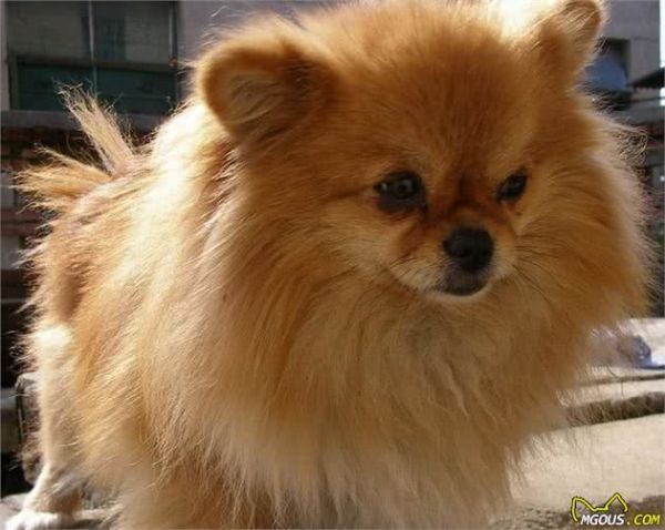 5种适合家养的小型犬，杜宾、泰迪犬上榜，看看你家的在吗