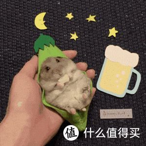 养孩子我不行，养只小鼠鼠还差不多！宠物仓鼠老母亲级经验分享！
