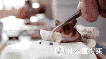 养孩子我不行，养只小鼠鼠还差不多！宠物仓鼠老母亲级经验分享！