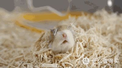 养孩子我不行，养只小鼠鼠还差不多！宠物仓鼠老母亲级经验分享！