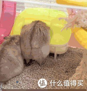 养孩子我不行，养只小鼠鼠还差不多！宠物仓鼠老母亲级经验分享！