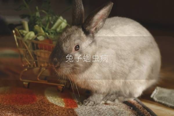 兔子蛔虫病