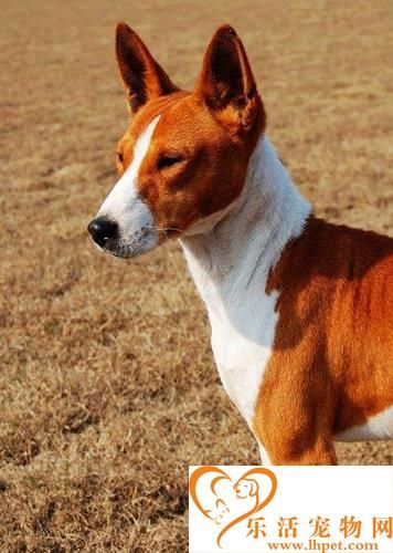 巴仙吉犬的智商 智商排名78名