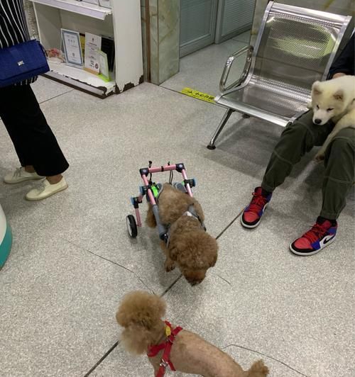 老年犬的养护之道（如何给老年犬提供最好的照顾？）