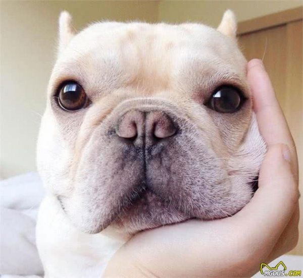 家里宠物步入老年状态后该如何饲养照顾？