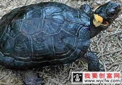 饲养宠物龟的要点