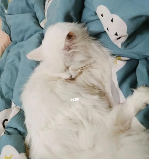 小猫的疾病（如何照顾宠物病情不佳的小猫）