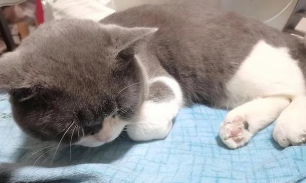 猫咪的妇科病（宠物主人必读）