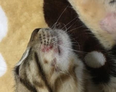 小猫身上结痂是什么原因？如何处理？