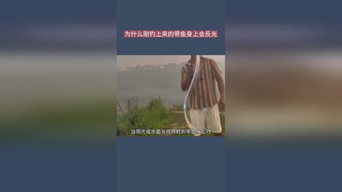 为什么刚钓上来的带鱼身上会反光