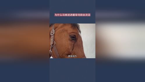 为什么马被送进屠宰场前会流泪