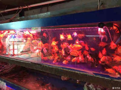 广东哪里有大型观赏鱼市场：广东花地湾花鸟鱼虫市场的发展趋势