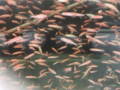 泰庞海鲢鱼观赏鱼市场分析（泰庞海鲢鱼市场价格历史数据分析泰庞海鲢鱼市场价格趋势）
