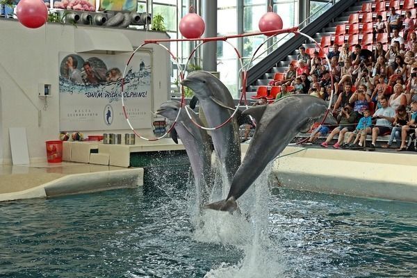 泰庞海鲢鱼观赏鱼市场分析（泰庞海鲢鱼市场价格历史数据分析泰庞海鲢鱼市场价格趋势）