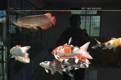 泰庞海鲢鱼观赏鱼市场分析（泰庞海鲢鱼市场价格历史数据分析泰庞海鲢鱼市场价格趋势）