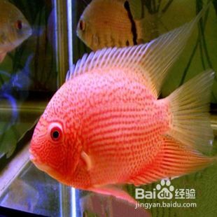 罗汉鱼市场价格的波动对观赏鱼市场影响有多种因素（罗汉鱼价格的波动受到多种因素的影响）