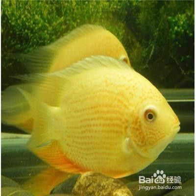 罗汉鱼市场价格的波动对观赏鱼市场影响有多种因素（罗汉鱼价格的波动受到多种因素的影响）