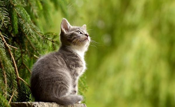 猫咪的社交化与互动：建立牢固的人际关系