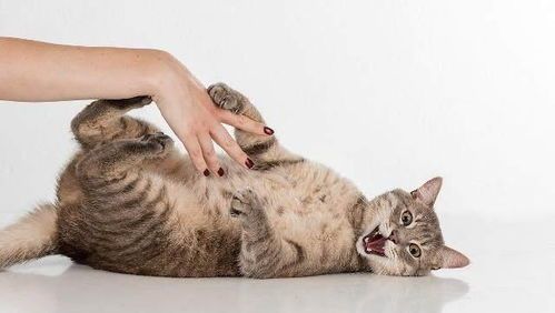 猫咪修养,如何提升猫咪的社交能力?