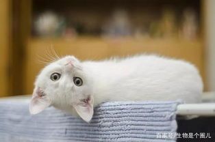 猫咪修养,如何提升猫咪的社交能力?